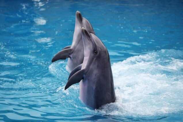 DOLPHIN WORLD SHOW