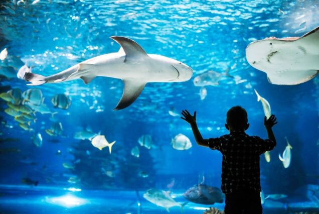Entrance ticket to the Hurghada Grand Aquarium
