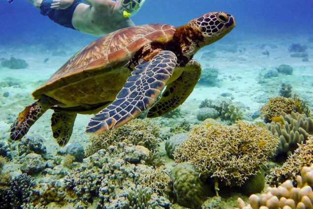 EGYPT ABU DABBAB SNORKELING TRIP/ SWIMMING WITH TURTLES