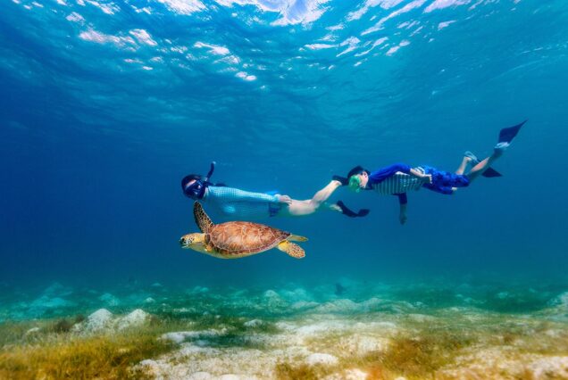 Snorkeling Trip with Turtles & Dugong in Marsa Alam