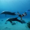 DOLPHIN SWIMMING IN HURGHADA