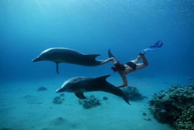 DOLPHIN SWIMMING IN HURGHADA