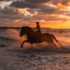Red Sea Desert Horseback Riding Tour with Swimming in Hurghada