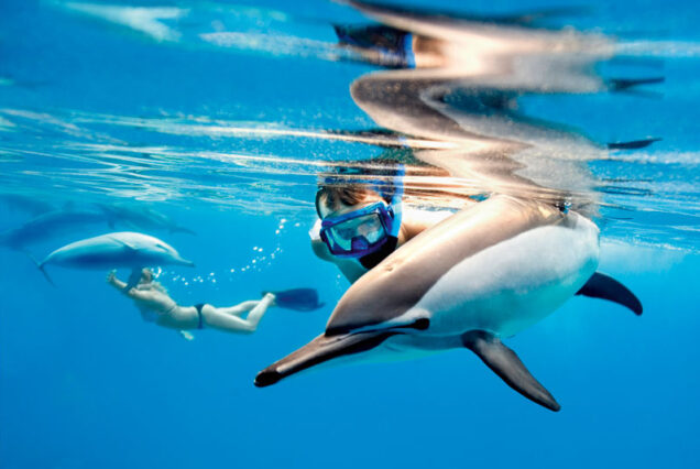 VIP DOLPHIN HOUSE HURGHADA