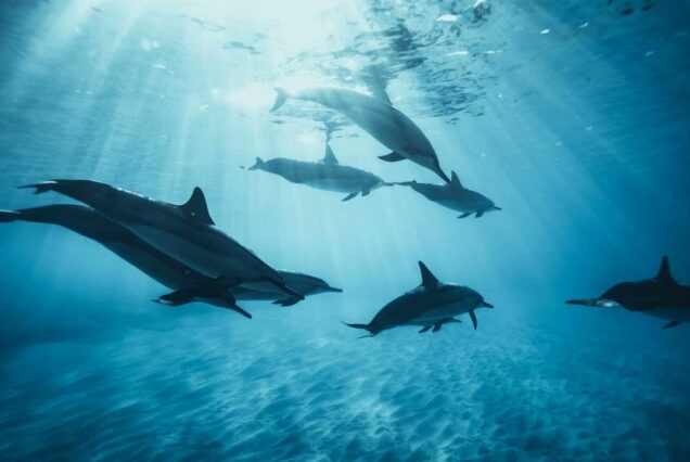 DOLPHIN TOUR HURGHADA WITH PRIVATE SPEEDBOAT & SNORKELING EXCURSION
